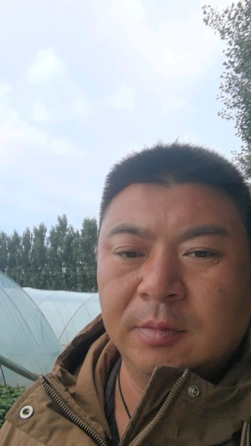 西瓜红红薯苗基地现挖现发成活率高根系发达可视频看货
