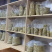 安徽霍山铁皮石斛枫斗老品种大量供应，x规格齐全
