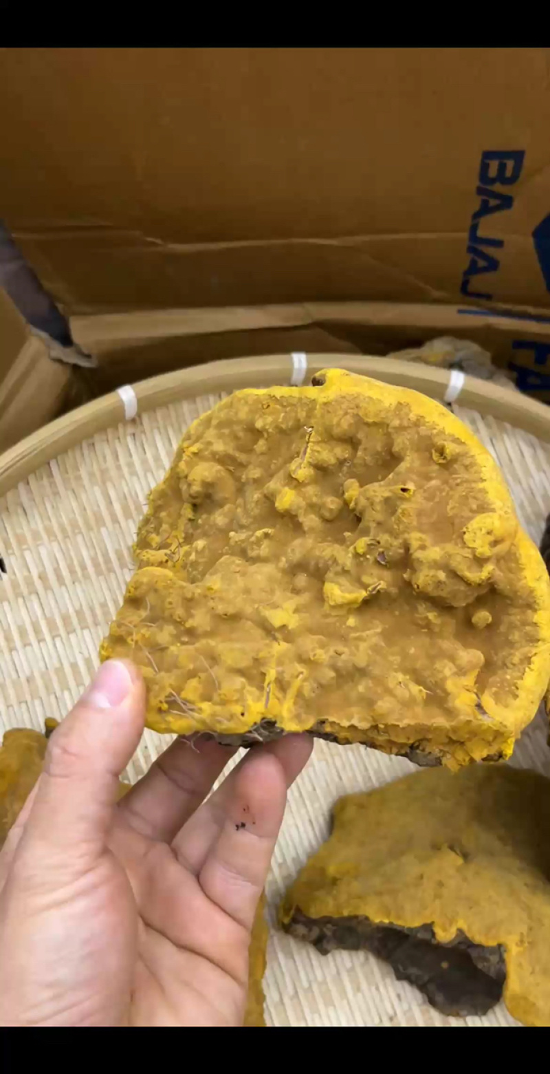 【批发】正宗西藏桑树桑黄精品货，假一赔十，懂货的来