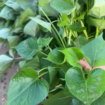 红薯苗大量现货供应，种植包回收，茎尖脱毒成活率高，可视频