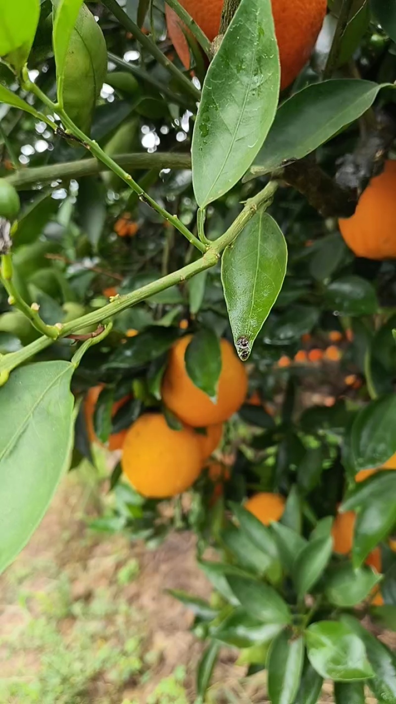 湖北秭归中华红血橙，产地货源充足，品质保证
