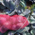 河北紫甘蓝大量上市，23斤品质保证个头大现摘现发一手货源