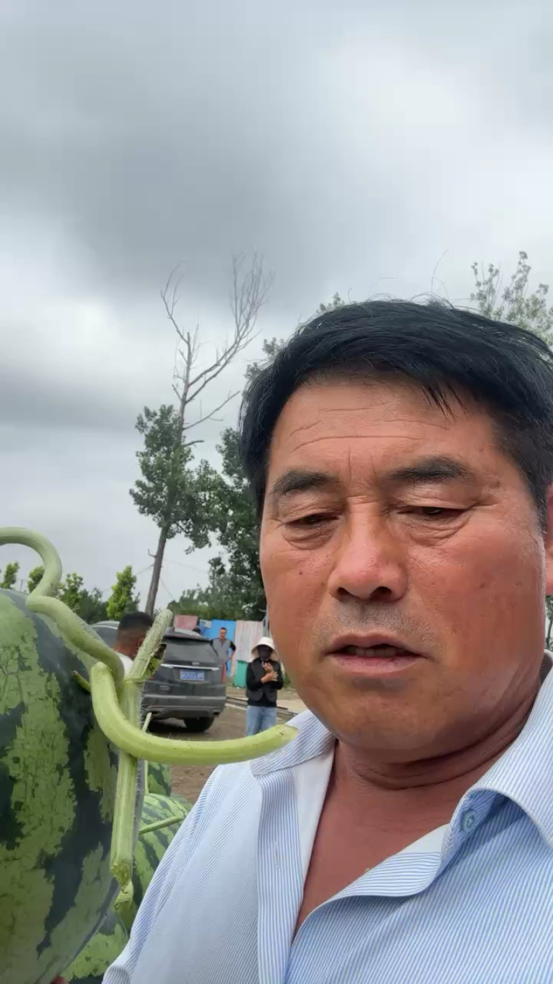 （店长力推）麒麟西瓜河南夏邑头茬无籽美都万亩基地皮薄多汁