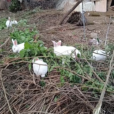 新西兰肉兔种兔，散养肉兔，健康活泼