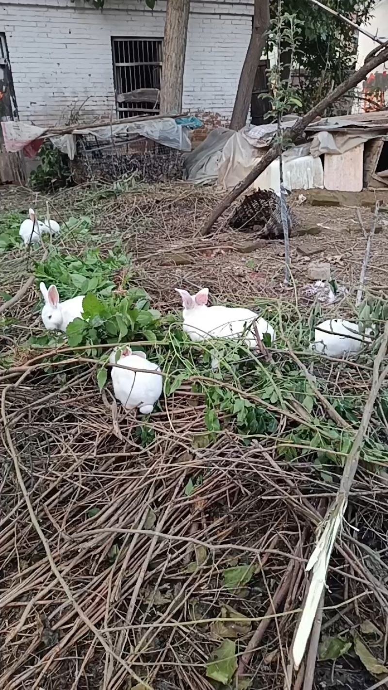 新西兰肉兔种兔，散养肉兔，健康活泼