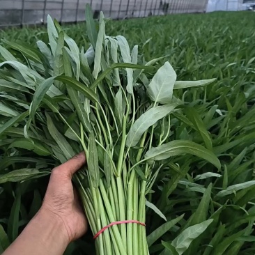 大棚空心菜，上市啦。需要的提前联系咨询预定，订单按顺序收