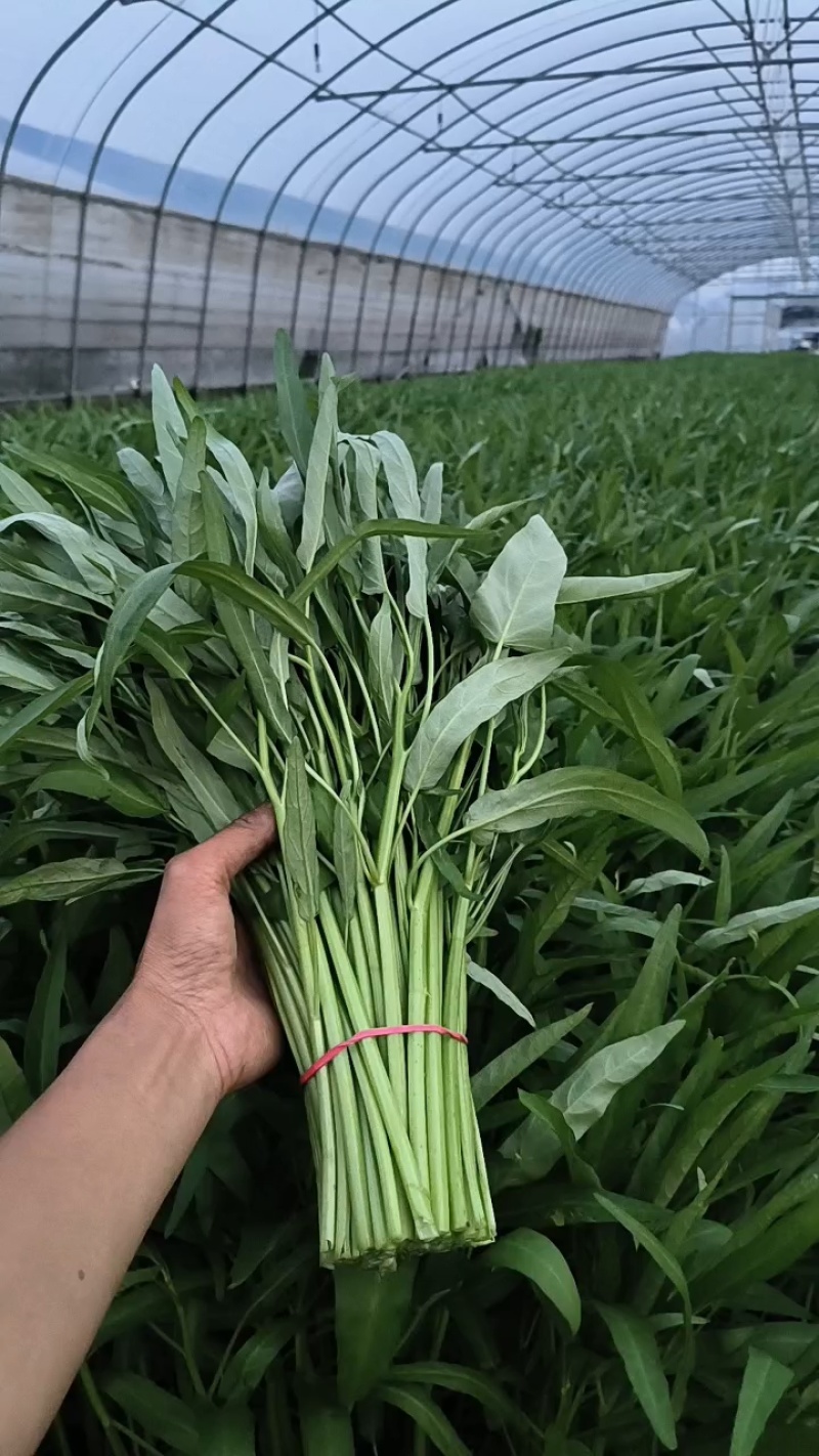 大棚空心菜，上市啦。需要的提前联系咨询预定，订单按顺序收