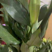 百合花，鲜花，西伯利亚白百合，云南昆明斗南基地直销