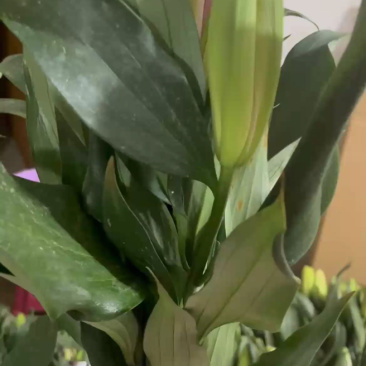 百合花，鲜花，西伯利亚白百合，云南昆明斗南基地直销