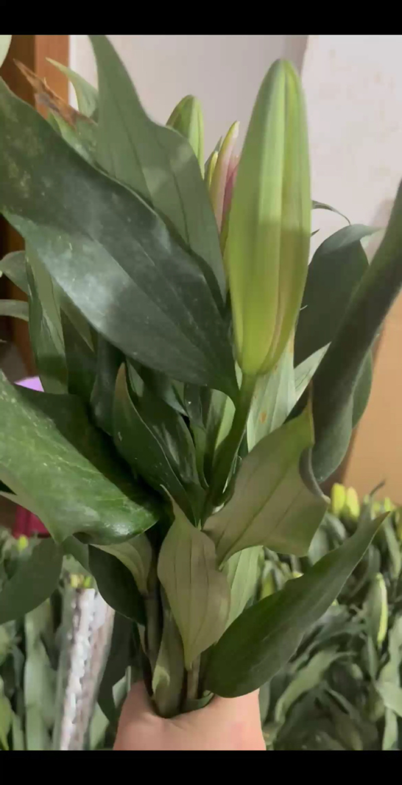 百合花，鲜花，西伯利亚白百合，云南昆明斗南基地直销