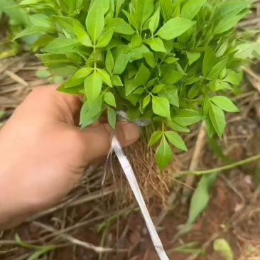 川黄柏正宗大叶厚皮四川基地直供川黄柏芽苗