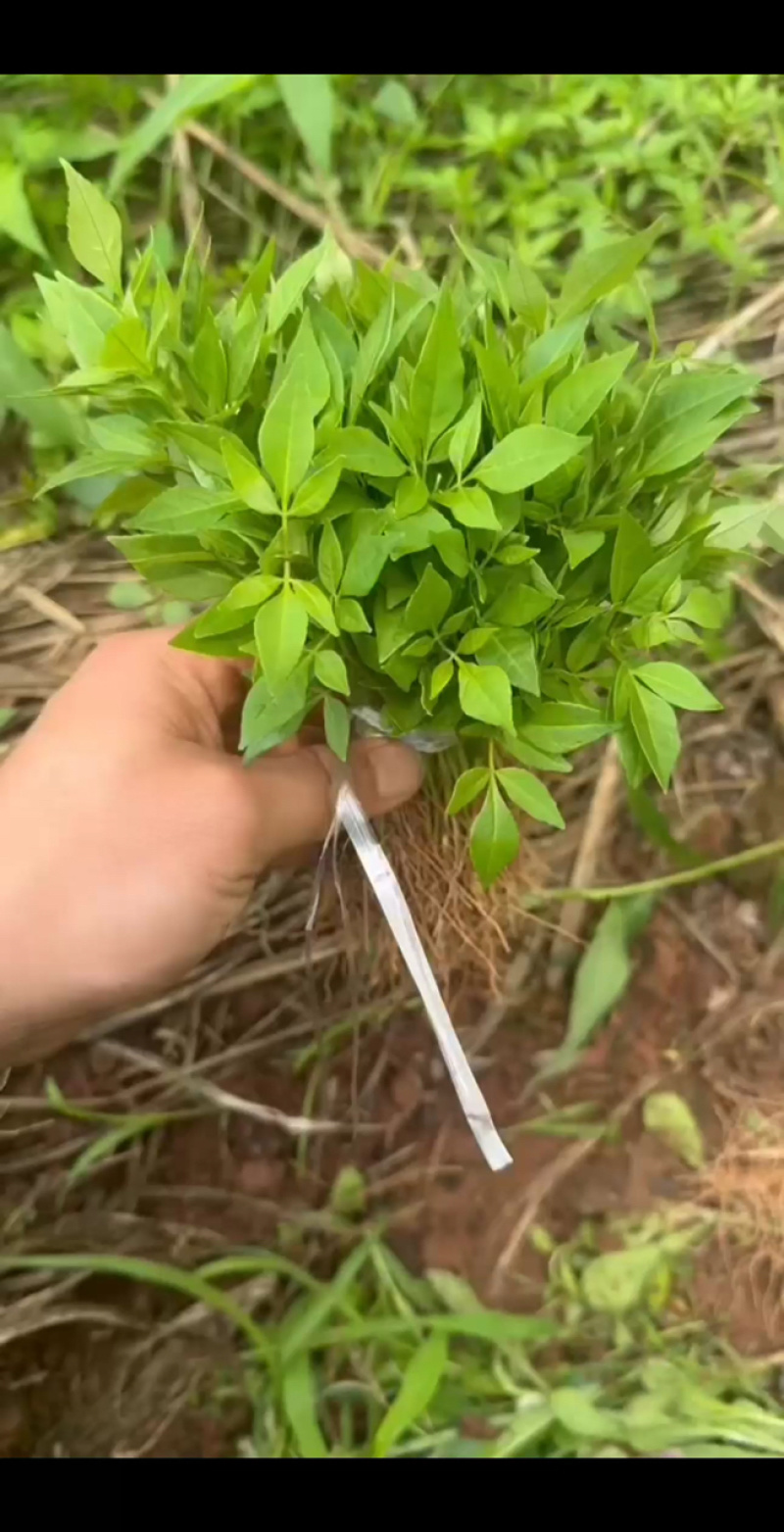 川黄柏正宗大叶厚皮四川基地直供川黄柏芽苗