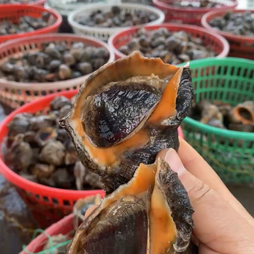 海螺江苏大海螺大量有货规格大小齐全可视频看货