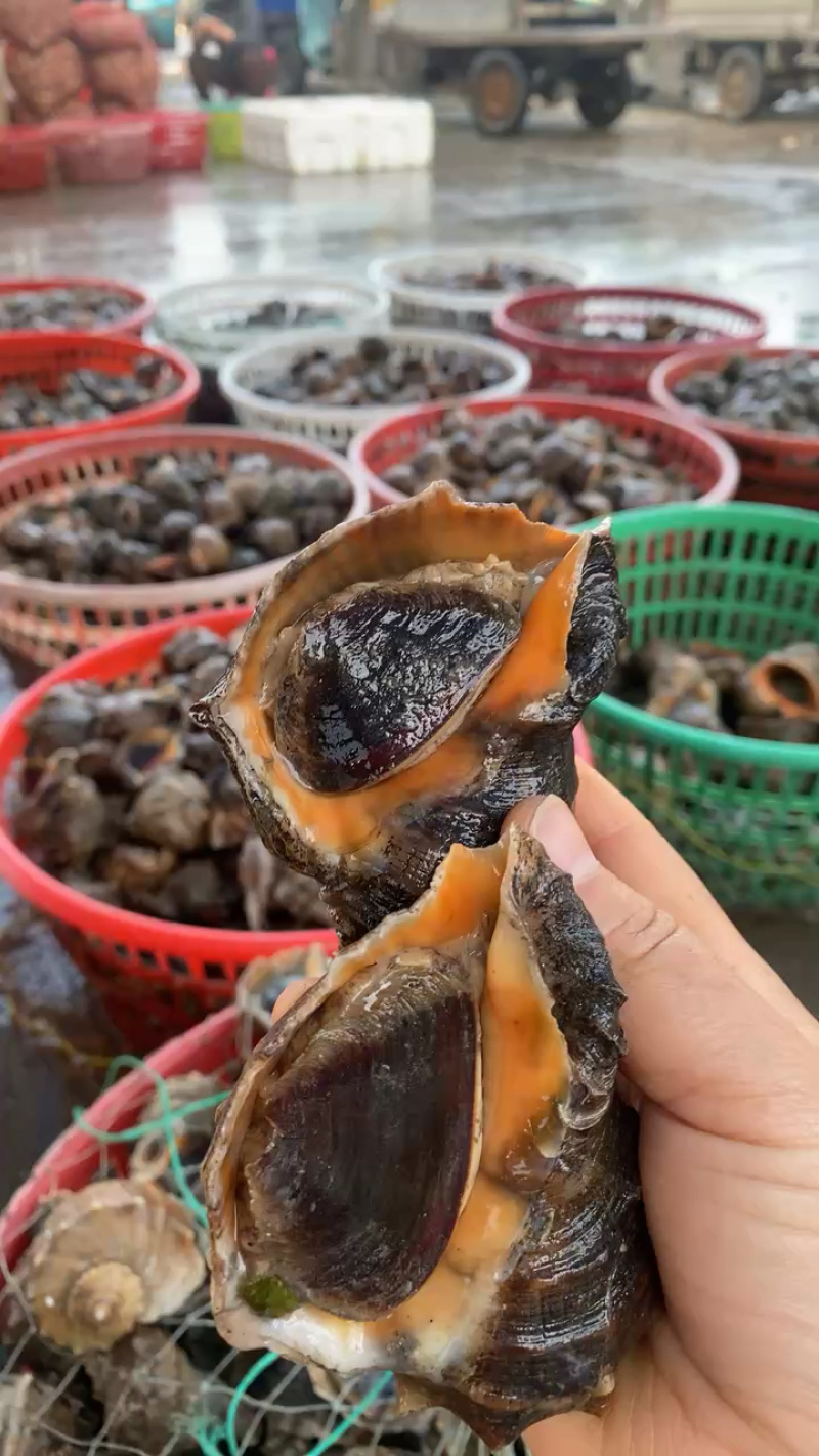 海螺江苏大海螺大量有货规格大小齐全可视频看货