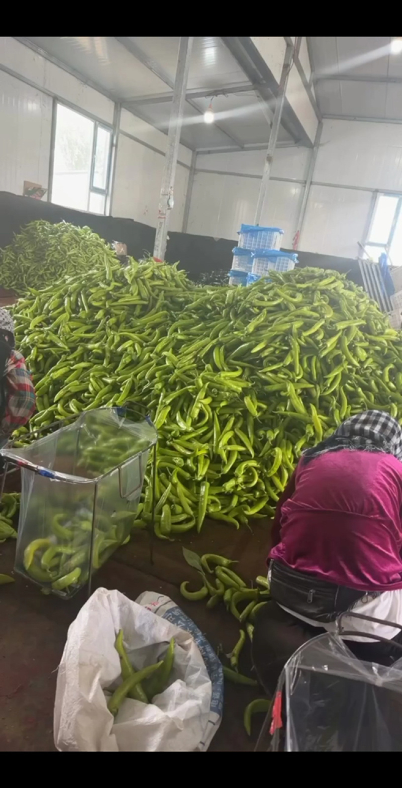 辽宁海城青椒麻椒，产地直发10万斤，价格便宜货源足！
