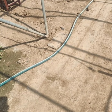 花叶芦竹价格，花叶芦竹基地，水路两用花叶芦竹
