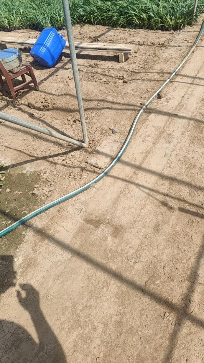 花叶芦竹价格，花叶芦竹基地，水路两用花叶芦竹