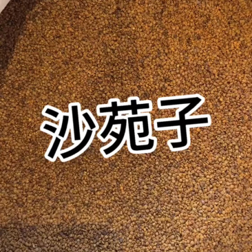 水洗沙苑子色选净货道地陕西渭南大荔产区过风过筛