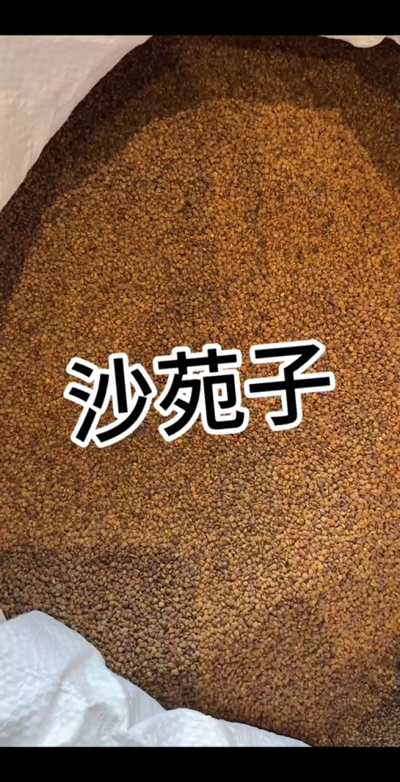 水洗沙苑子色选净货道地陕西渭南大荔产区过风过筛