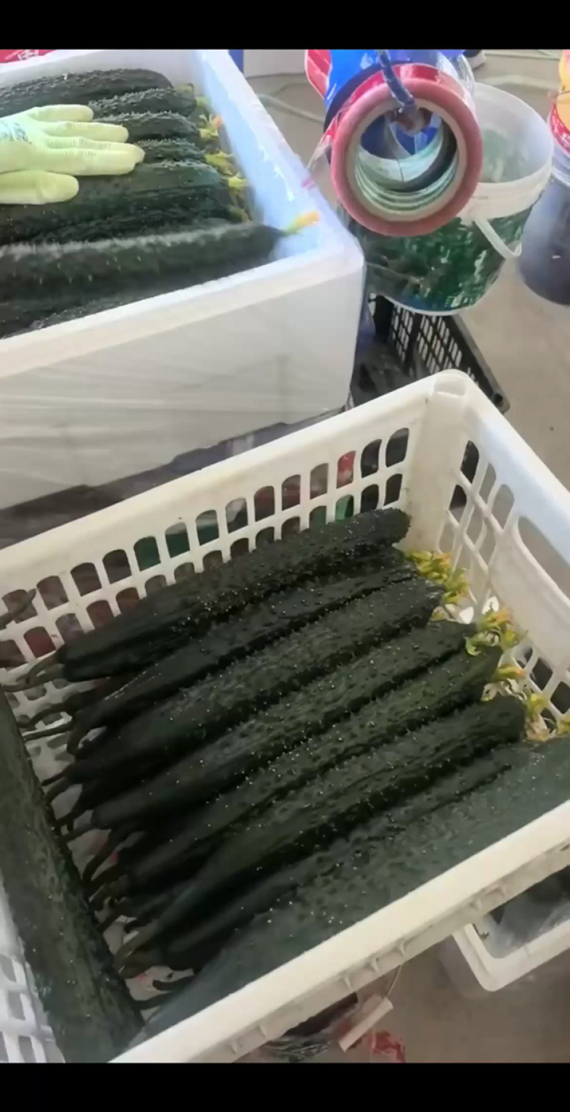 辽宁细条密刺黄瓜绿心黄瓜新鲜黄瓜可视频看货欢迎来电