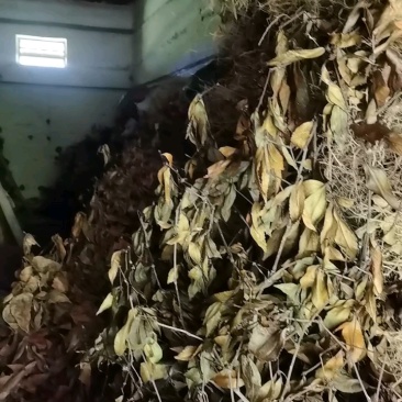 草珊瑚产地直供量大价优品质保证全国发货