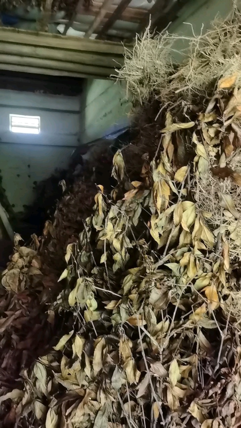 草珊瑚产地直供量大价优品质保证全国发货