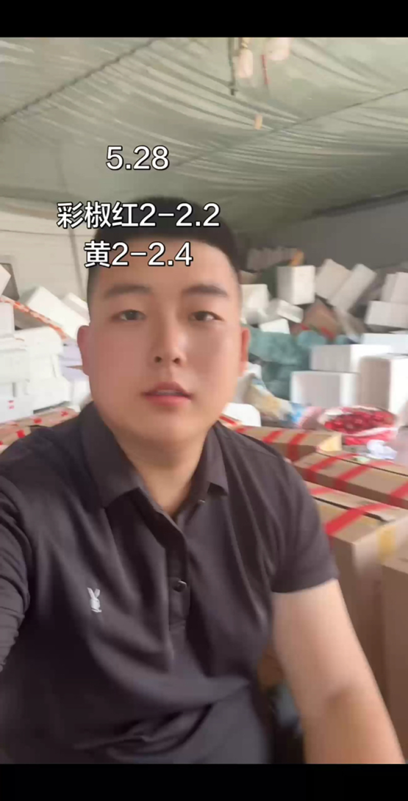 山东寿光产区彩椒甜椒灯笼椒可对接国内国外市场