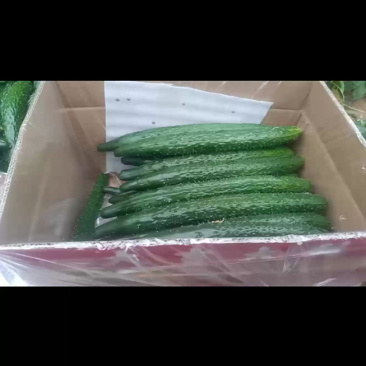 精品黄瓜鲜花带刺青皮青瓤欢迎前来选购