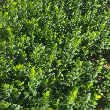 卫矛免费包邮保湿发货确保苗木新鲜到家基地直销提供发票