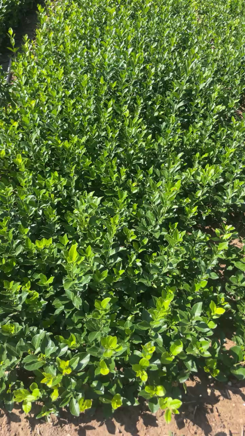 卫矛免费包邮保湿发货确保苗木新鲜到家基地直销提供发票