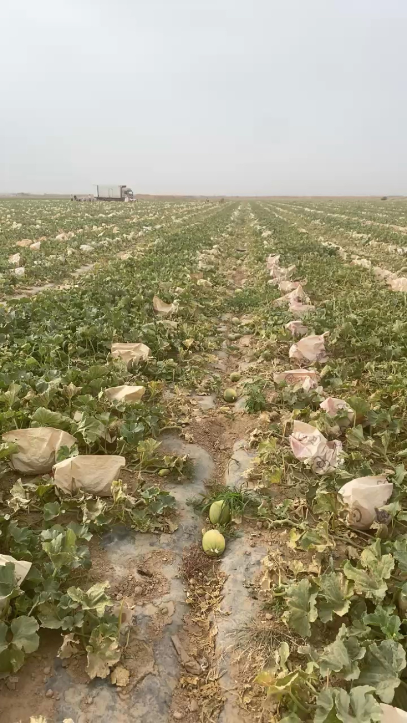 吐鲁番西州蜜，产地直供。