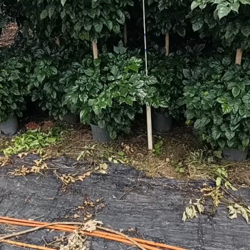 绿宝，幸福树