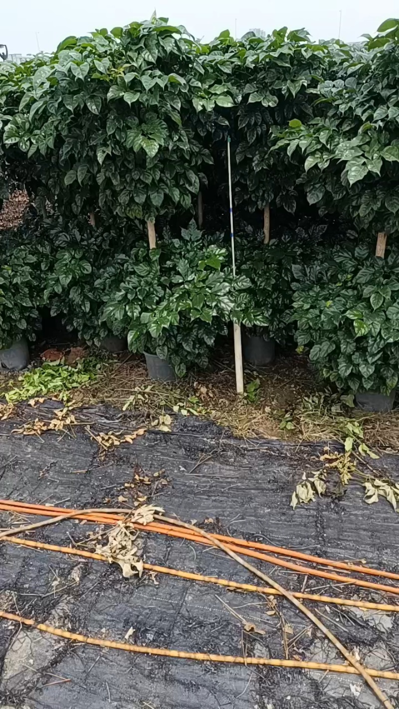 绿宝，幸福树