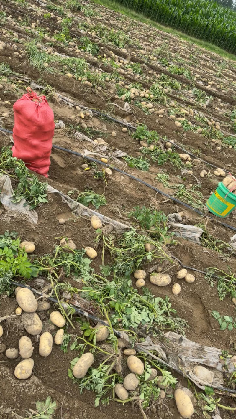 湖北土豆黄心土豆基地一手货源对接电商市场商超团购