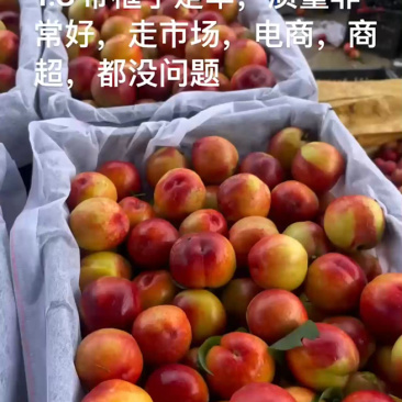 黄心油桃，湖北黄心油桃，产地直发，大量出货，诚信经营
