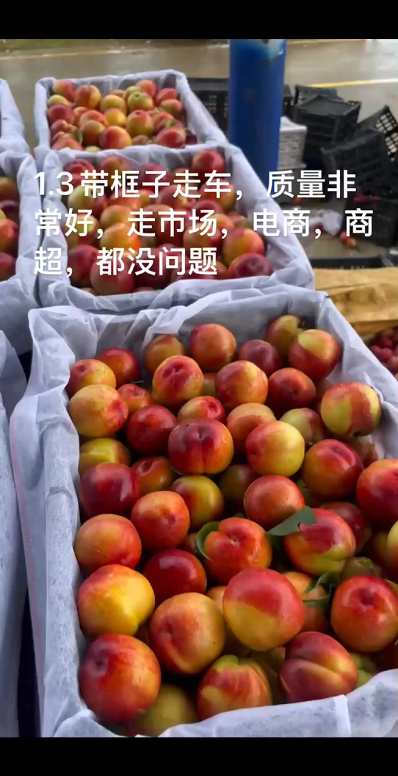 黄心油桃，湖北黄心油桃，产地直发，大量出货，诚信经营