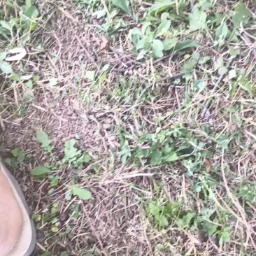 树番茄