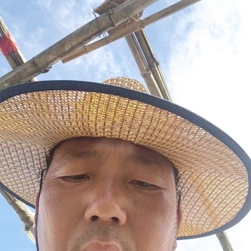 邯郸油菜河北产地直发保质保量大量有货全国代发