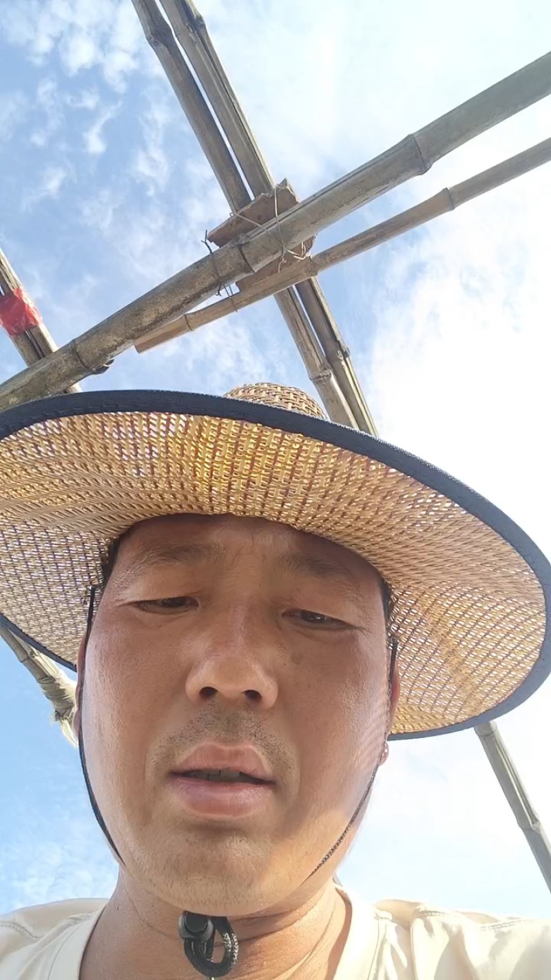 邯郸油菜河北产地直发保质保量大量有货全国代发