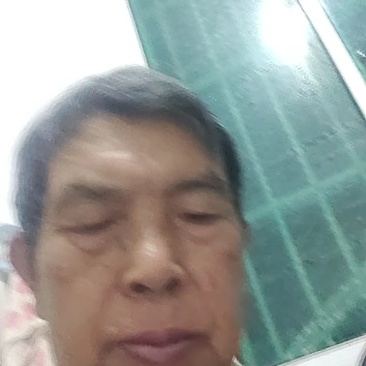 枇杷苗，解放钟，平均单果重80克。