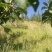 辽宁铁岭苹果123苹果产地直发大量供应货源充足