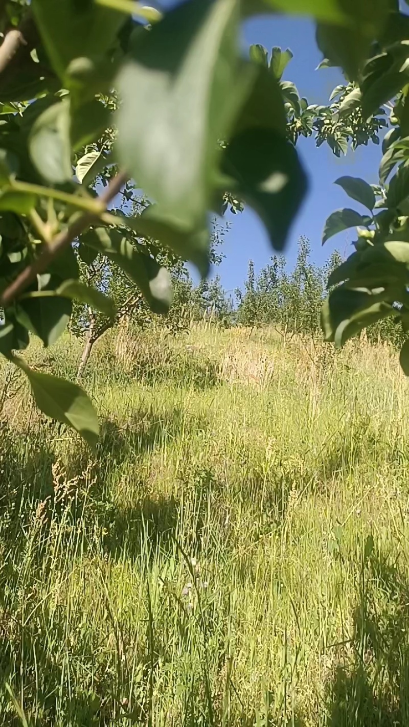 辽宁铁岭苹果123苹果产地直发大量供应货源充足