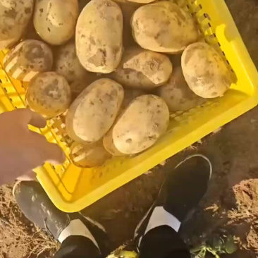 v7土豆产地直发量大电话议价价格美丽各规格齐全