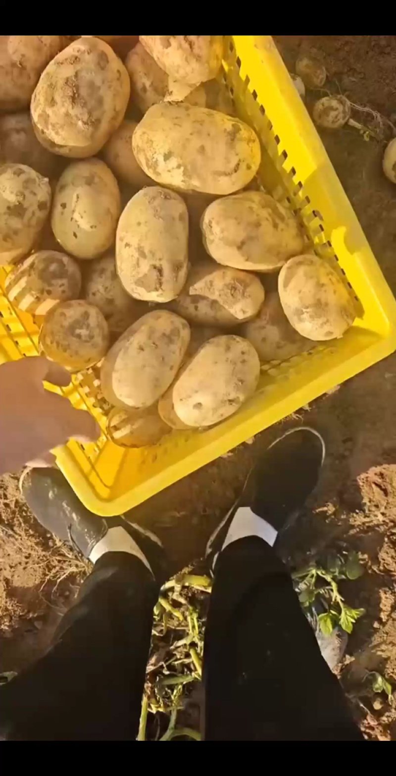 v7土豆产地直发量大电话议价价格美丽各规格齐全