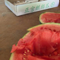 美都麒麟西瓜货源稳定质量保障欢迎来电咨询