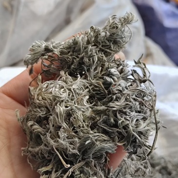 茵陈茶野生二月小苗干货手选够净零售批发一手货源