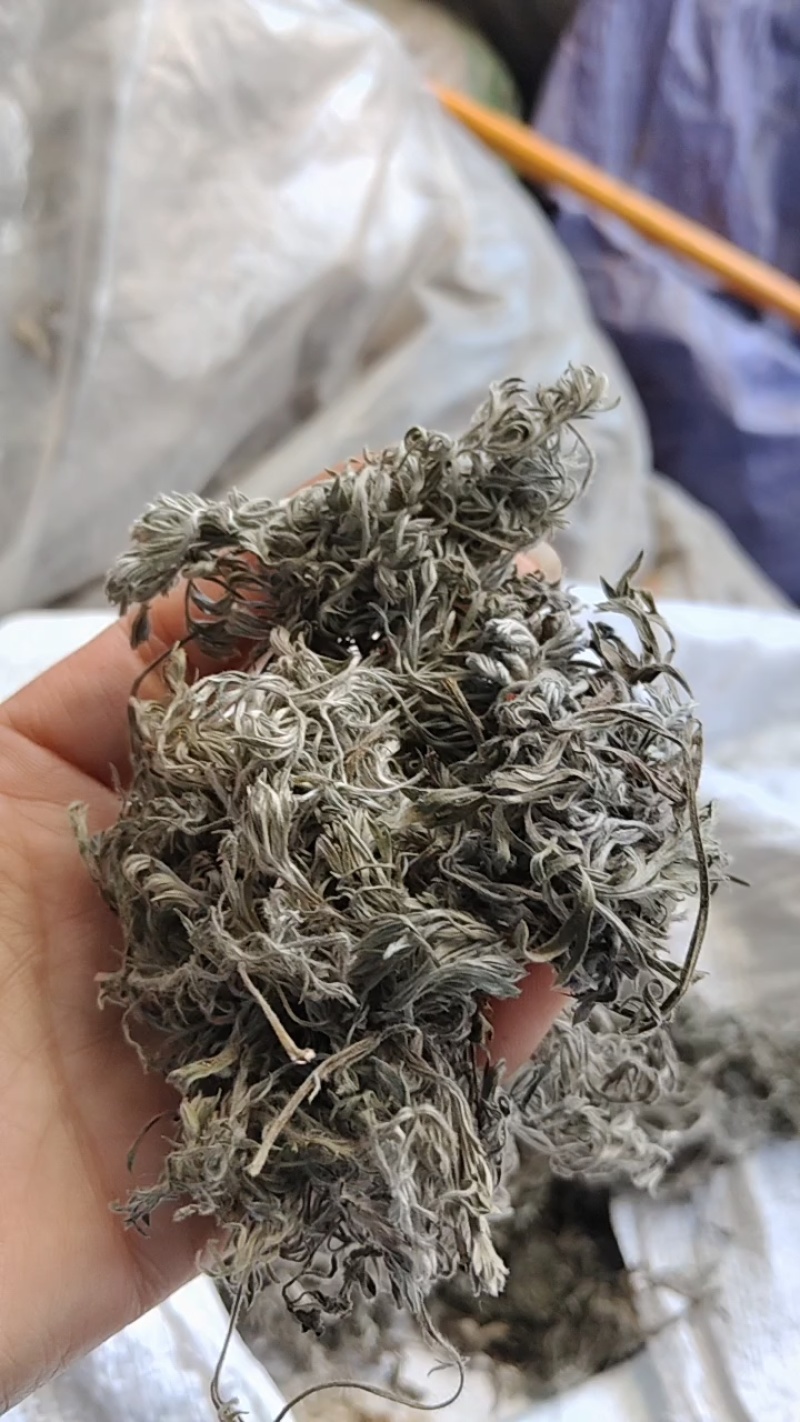 茵陈茶野生二月小苗干货手选够净零售批发一手货源