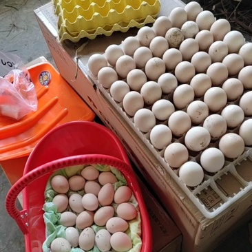 出售孔雀蛋，孔雀苗