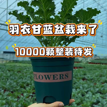 羽麒麟一号盆栽，根系发达，口感好！