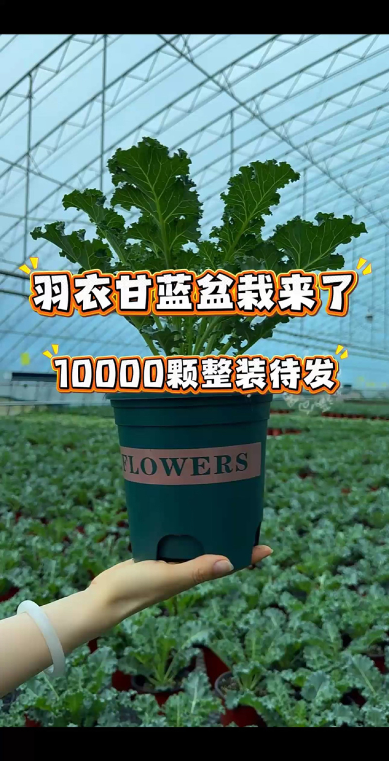 羽麒麟一号盆栽，根系发达，口感好！
